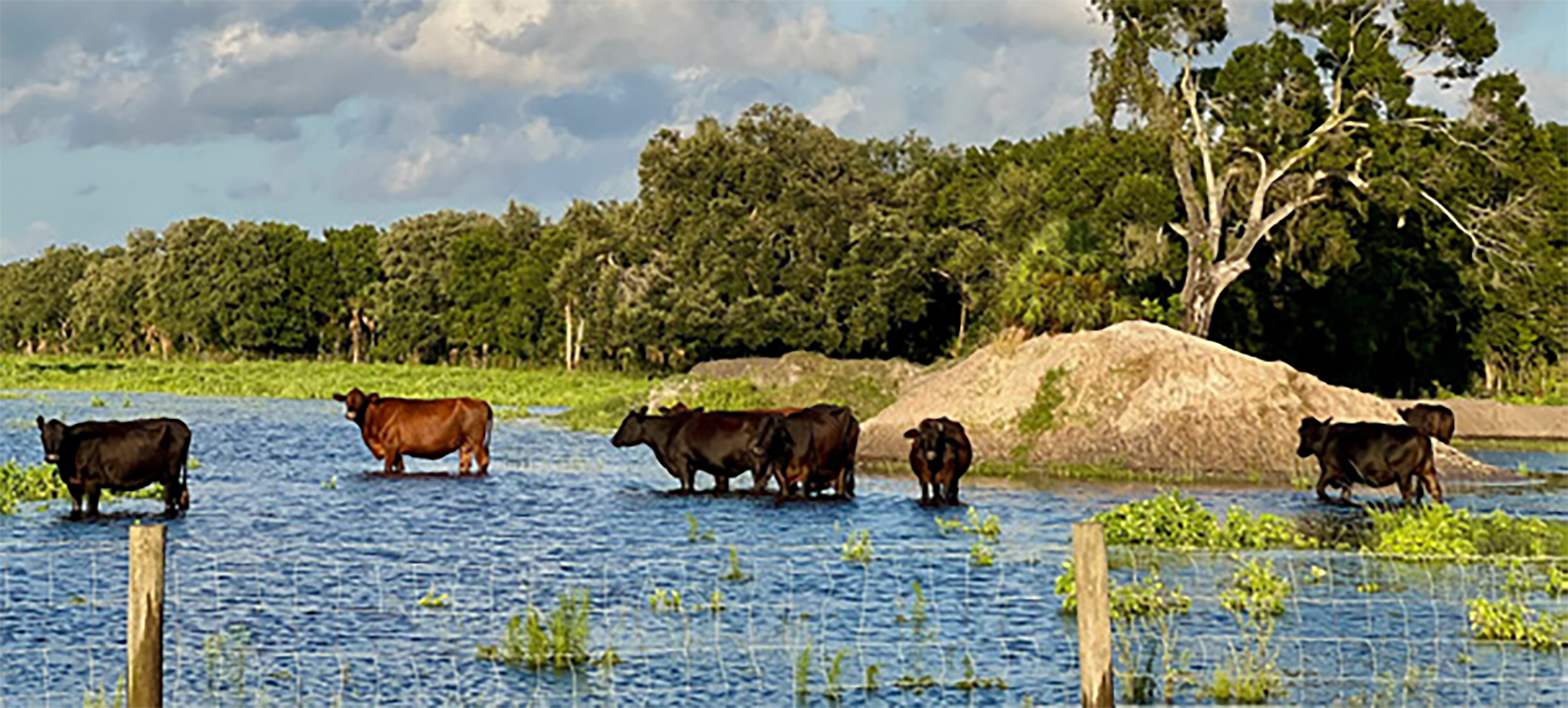 Cows in a flooded landscape